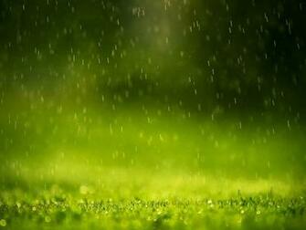 Raining On Grass Macro Photography HD Wallpaper Nature