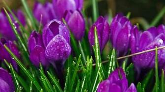 Purple Strange Flowers Wallpaper HD