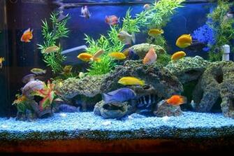 Aquarium Wallpaper