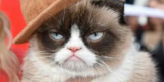 Cat Meme Quote Funny Humor Grumpy Wallpaper Background