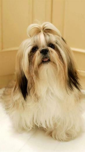 Shih Tzu Dog Galaxy Note Wallpaper HD