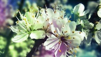 Pc Wallpaper Spring Flowers Best HD Wallpapercute