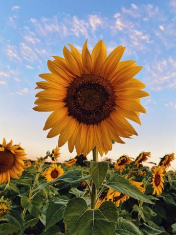Sunflower Wallpaper HD Hq