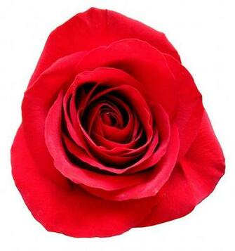 Red Roses With White Background