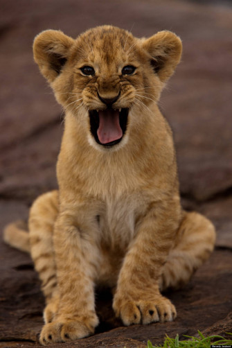 Baby Lion Wallpaper