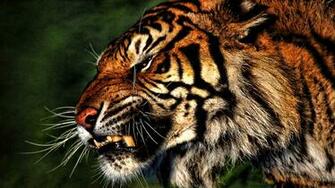 Tiger Wallpaper Which Is Under The