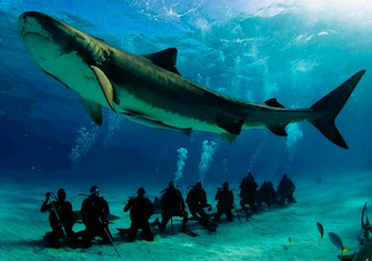 Marine Biology Wallpaper Photo