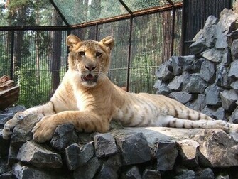 Liger Pictures Wallpaper Of