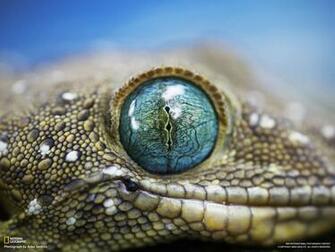 National Geographic Wallpaper Photograph By Anke Seidlitz