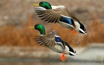 Mallard Wallpaper Ducks Desktop