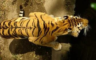 Beautiful Tiger Desktop Wallpaper