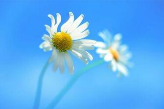 Windows Default Wallpaper Leaked