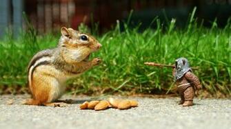Funny Animal Squirrel Wallpaper Splendid HD