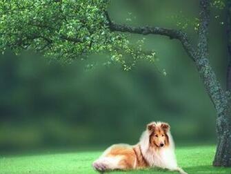 Desktop Wallpaper Collie Dog