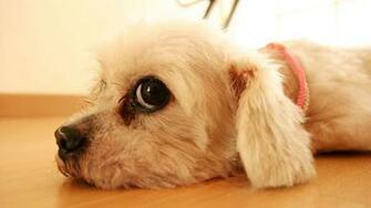 Dog Wallpaper For Girls Desktop