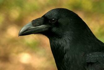 Raven Bird Wallpaper Mystic By