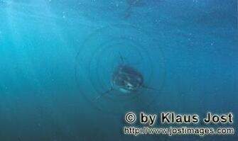 Great White Shark Wallpaper Gp Motor