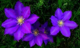 Clematis Flowers Bright Purple Green Stock Photos Image