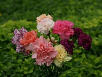 Nature Wallpaper Nice Beautiful Natural