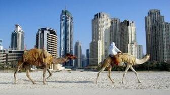 United Arab Emirates And Camels HD Windows Wallpaper