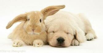Pets Baby Sandy Lop Rabbit With Sleepy Golden Retriever Pup Photo