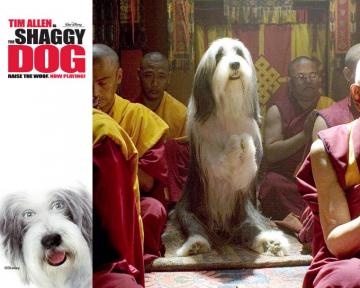 The Shaggy Dog Wallpaper Wallpoper