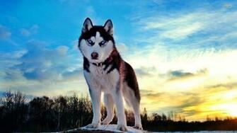 Husky Wallpaperiberian Wallpaper Cynical Stare Cool HD