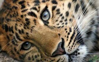 Wild Animals Big Cats