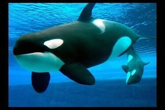 Killer Whale Wallpaper