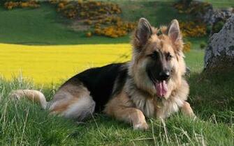 German Shepherd Dog HD Wallpaper All About