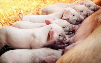Pig Computer Wallpaper Desktop Background Id