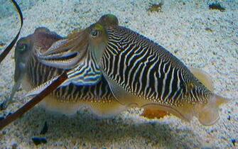 Cuttlefish Desktop Wallpaper And Mobile