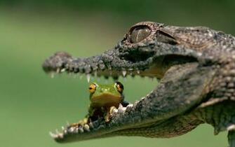 White Crocodile Wallpaper And Frog