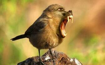 Animals Pictures And Wallpaper