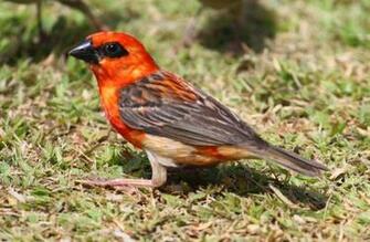 Camera Foto Wallpaper Seychelles Birds Pigeon Red