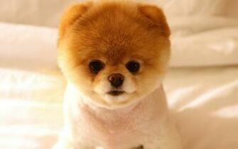 Pomeranian Puppy Wallpaper