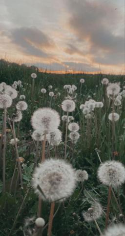 Aesthetic Softfilter Softaesthetic Dandelion