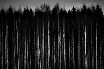 Black And White Pictures Anime Forest Desktop Background