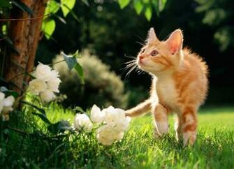 Baby Animals Desktop Background
