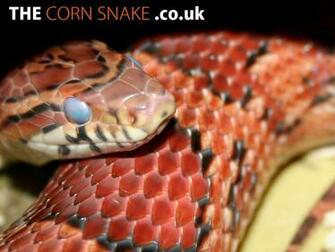 The Corn Snake Co Uk S Desktop Wallpaper