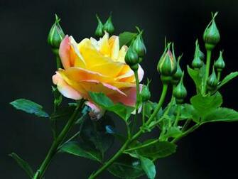 Yellow Rose Wallpaper Resolution Best