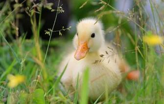 Wallpaper Summer Grass Nature Background Bird Flowers Duck
