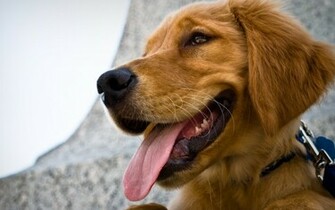 Golden Retriever Raiden The Animals Dogs HD Wallpaper