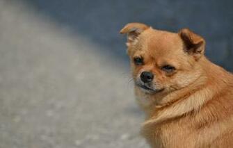Wallpaper Animals Dogs Red Mongrel Funny Dog Stray Fat