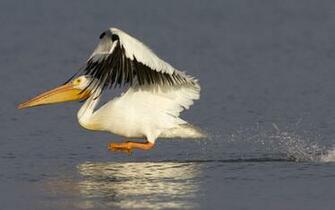 White Pelican Wallpaper American Desktop