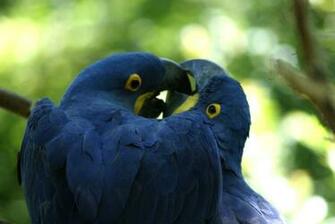 Hyacinth Macaw Wallpaper Love By