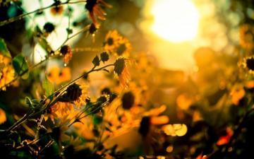 HD Sunshine Wallpaper