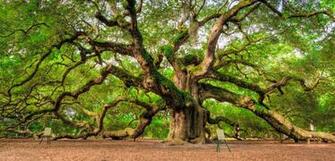 Angel Oak Tree Wallpaper And Background Image Net