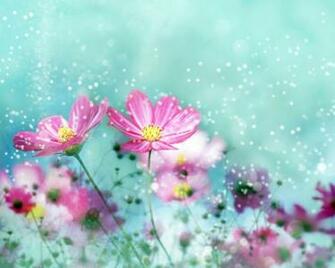 Colorful Flower Blossoms Wallpaper HD