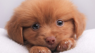 Puppies Dog Wallpaper HD